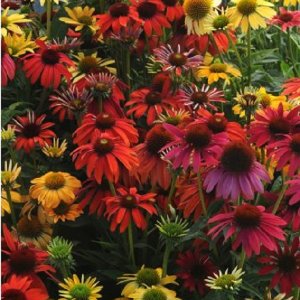 Echinacea purpurová (Echinacea purpurea) ´CHEYENNE SPIRIT´, kont. 1.5L